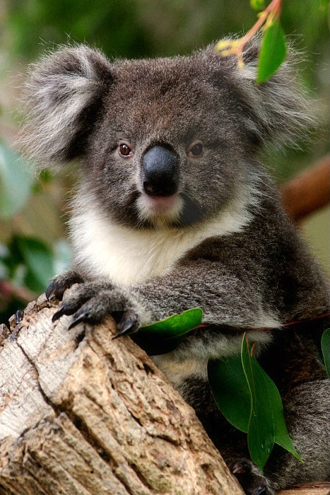 Koala Pose