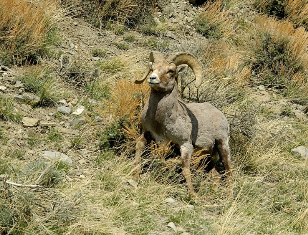Bighorn Sheep - Cody, Wy - May 9, 2006