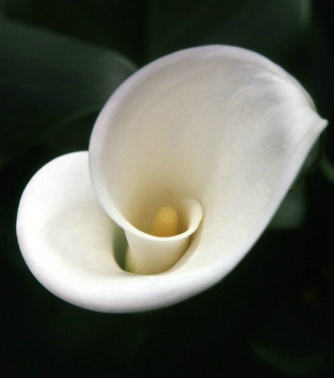 Calla Lily -  - ID: 2147269 © Patricia A. Casey