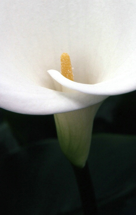 Calla Lily II - 1979 Color Correction in PS