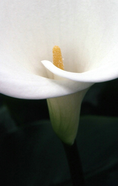 Calla Lily II - 1979 Color Correction in PS - ID: 2147272 © Patricia A. Casey