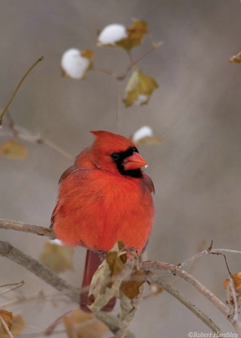 Northern Cardinal in Winter - ID: 2148545 © Robert Hambley
