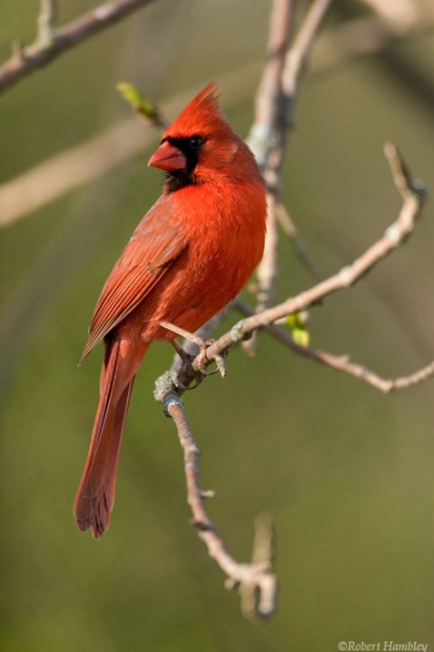 Northern Cardinal - ID: 2148551 © Robert Hambley