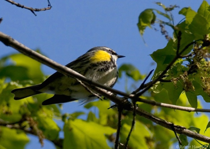 Yellow Rumped Warbler - ID: 2148554 © Robert Hambley