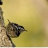 © Robert Hambley PhotoID # 2148558: Black and White Warbler