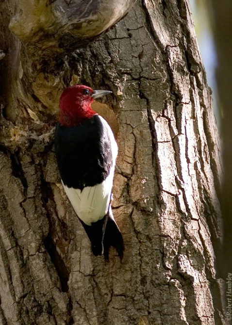 Red Headed Woodpecker - ID: 2148560 © Robert Hambley