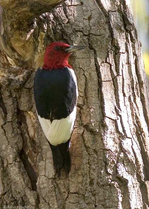 Red Headed Woodpecker - ID: 2148565 © Robert Hambley