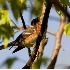 © Robert Hambley PhotoID # 2148568: Bay Breasted Warbler