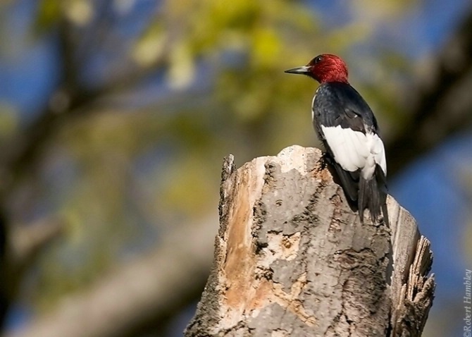 Red Headed Woodpecker - ID: 2148577 © Robert Hambley