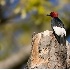 © Robert Hambley PhotoID # 2148577: Red Headed Woodpecker