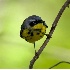 © Robert Hambley PhotoID # 2148579: Magnolia Warbler