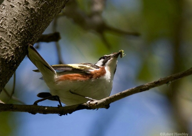 Chestnut Sided Warbler - ID: 2148581 © Robert Hambley