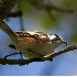 © Robert Hambley PhotoID # 2148584: Chestnut Sided Warbler