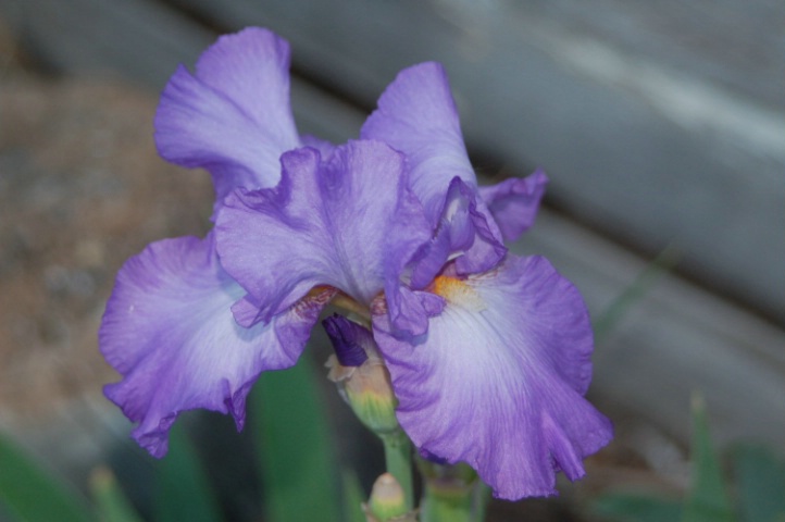 Pretty Iris