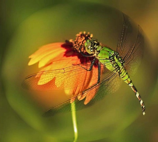 Spherized Dragonfly