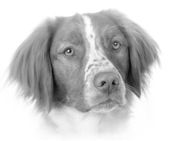 Portrait of a Brittany
