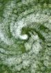 Swirling Daisies