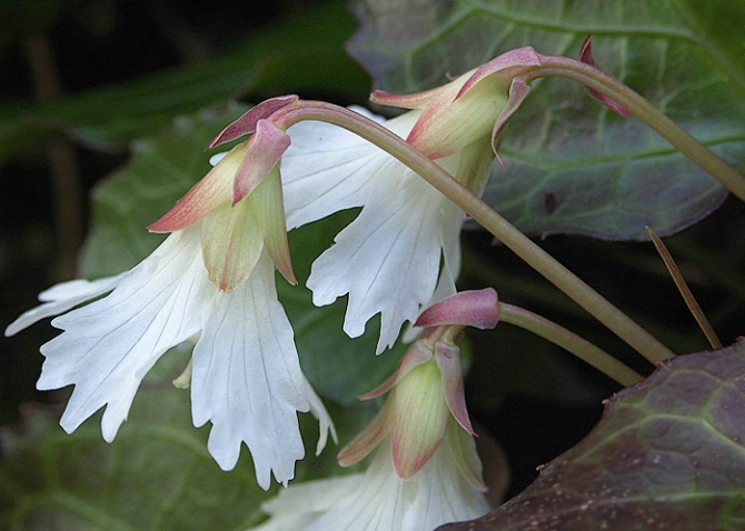 Oconee bells, Devils Fork S.P., SC - ID: 2151805 © george w. sharpton