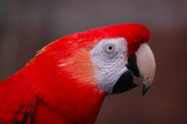 Red Bird at the Zoo