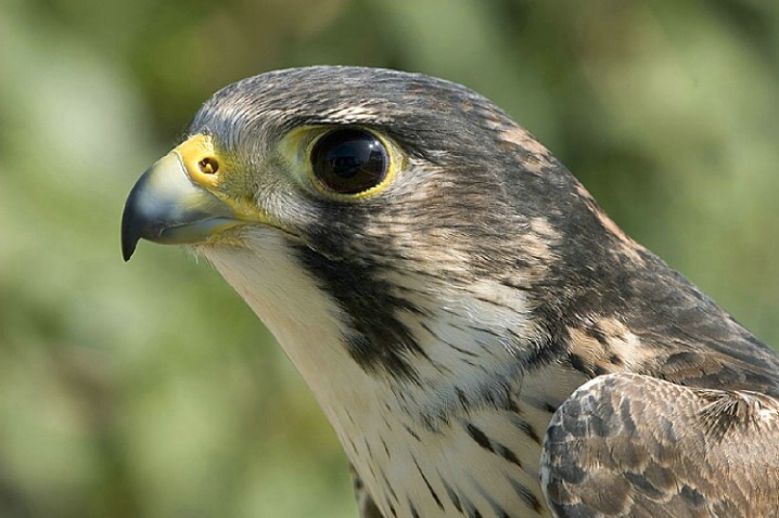 Paragrin Falcon