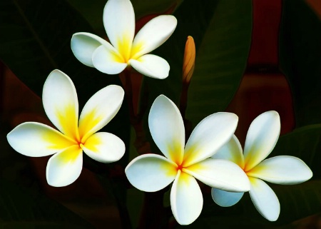 Frangipani #2