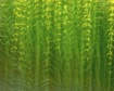 Rapeseed Stems