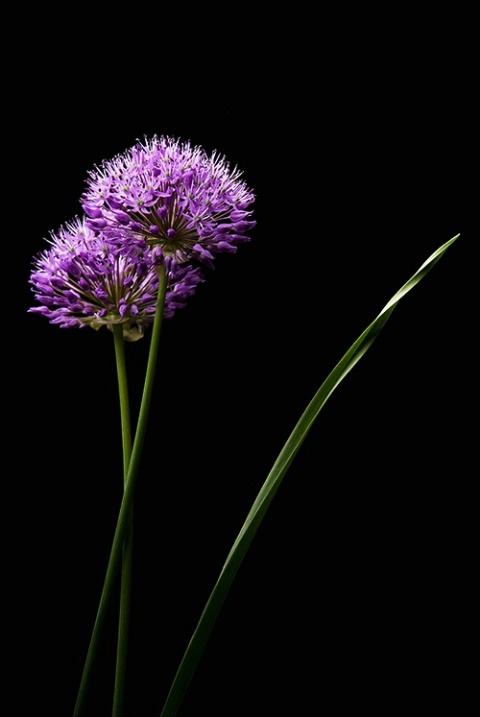 Allium and Arc