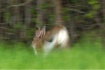 Hopping Away