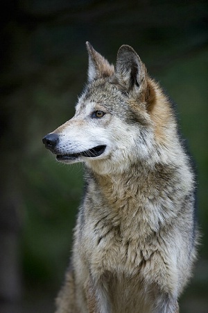 Mexican Wolf 3