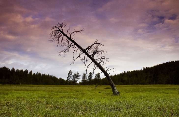 Lonely Tree in a Lonely Field