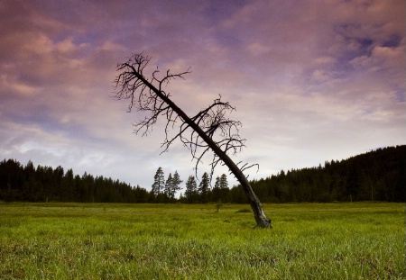 Lonely Tree in a Lonely Field
