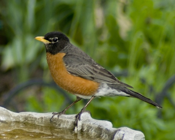 Robin Red breast