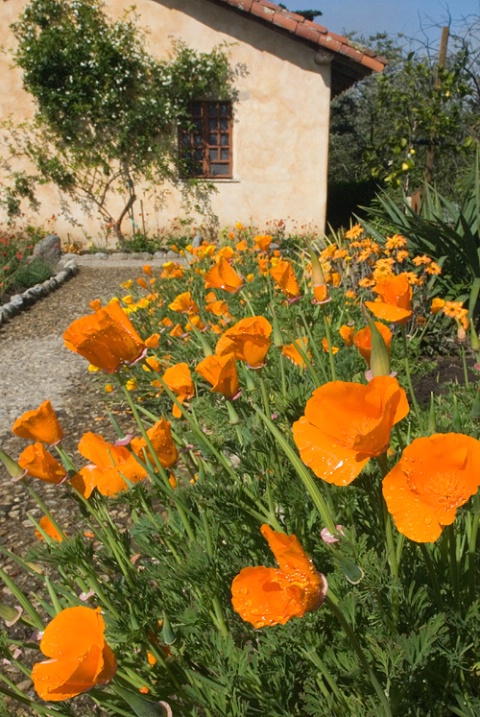 Poppies at Carmel Mission