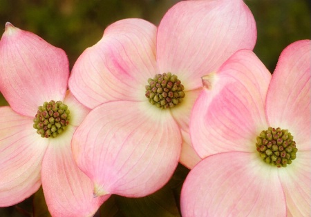 Dogwood Trio