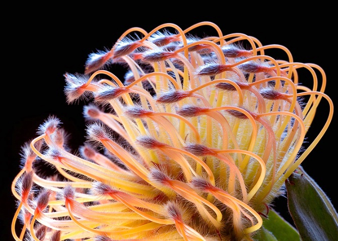 protea, pink, flower, macro