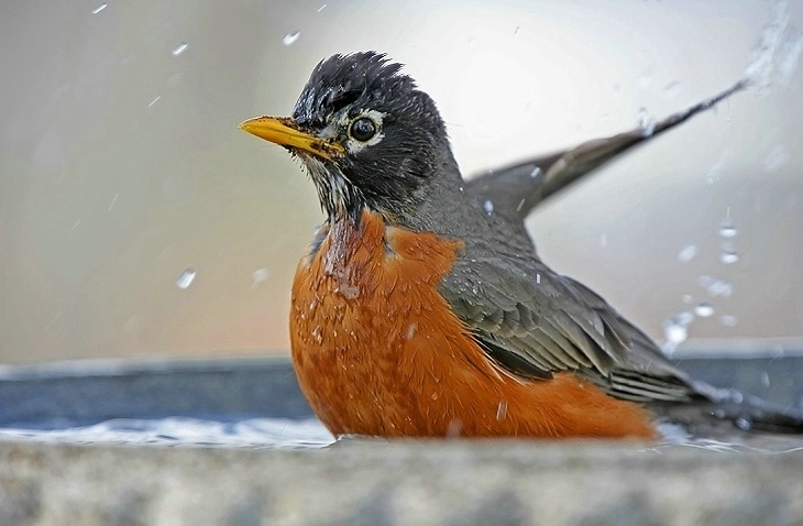 Bath Time - ID: 2164652 © Janine Russell