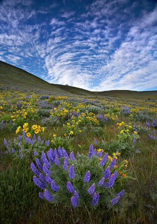 Wildflower Vortex