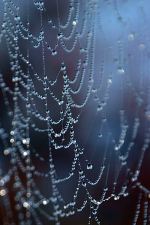 Little drops - The Web #4