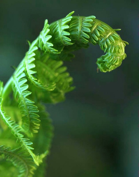 Unfurling fern, side lit