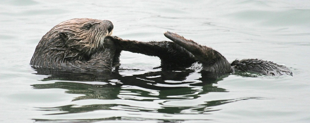 Otter at Elkhorn Slough - ID: 2166129 © Claudia/Theo Bodmer