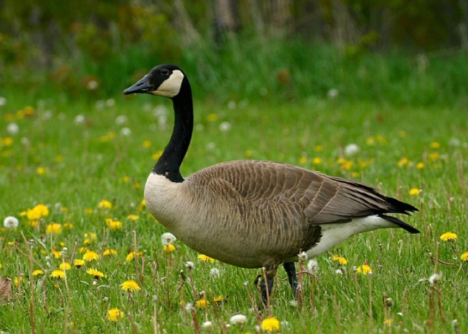 Just a Goose