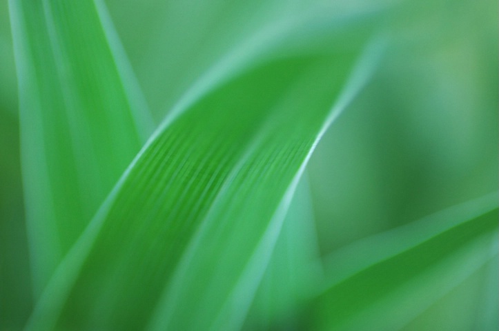 Green Green Grass of Home