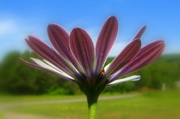 Gram's Daisy