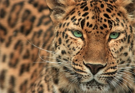 Leopard portrait