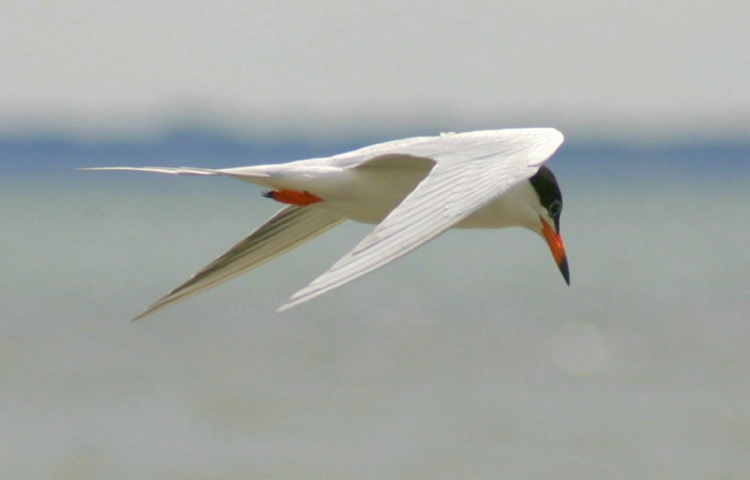 Tern Fishing