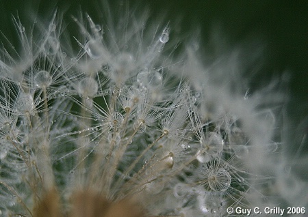 The Photo Contest 2nd Place Winner - Dandelion Droplets