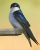  Tree Swallow