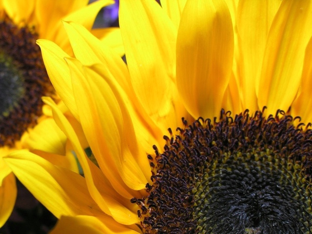 Sunflower study #3 - ID: 2171709 © Jannalee Muise