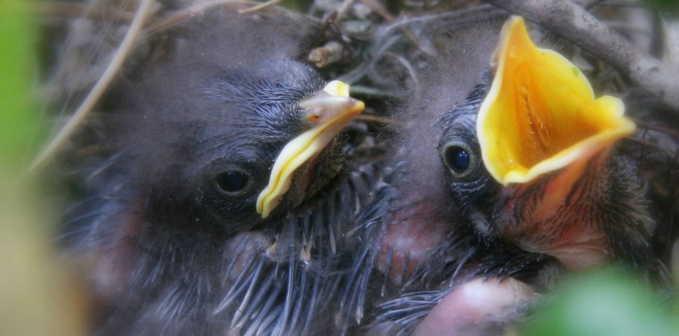 Sweet Little Babies