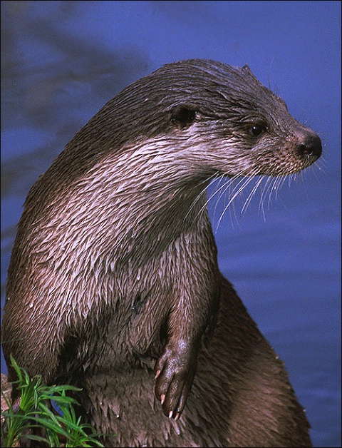 European Otter (male)